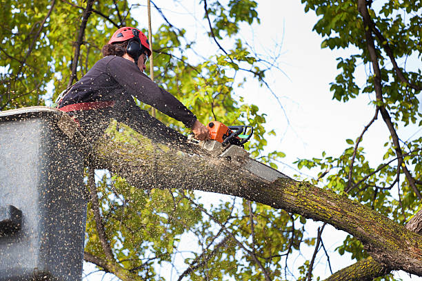  Seagraves, TX Tree Service Pros